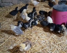 Kənt cücesi satılır