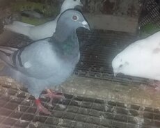 Drakon (poçt göyərçini)