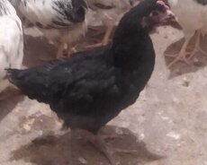 Sereblist çolpaları