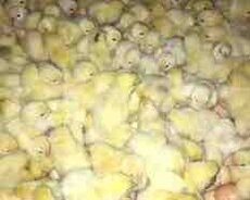 Serebrist cücələr