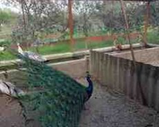 Dekorativ quşların yumurtaları