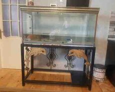 Akvarium və balıqlar