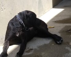 Cane corso 9 aylıq Erkey qara satılır
