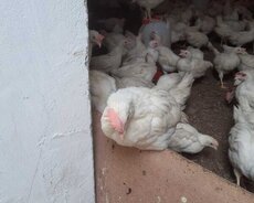 Satilit Liqorn 650 qramliq fereler beceler