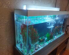 Akvarium baliqlarla birlikde