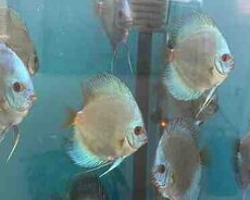 Discus blue diamond balığı