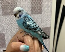 Papuqay Təzə yuvadan çıxıblar