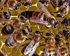 Ana arı və arı ailəsi satılır