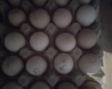 Serebrist toyuqlarının mayalı yumurtası