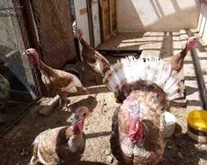 Kanada hinduşkaları