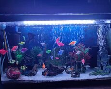 akvarium satilir