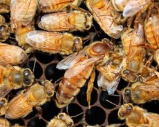 Ana arı və arı ailəsi