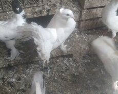 göyərçinlərr, london pavlinleri