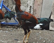 Döyşgən xoruzlar satlır