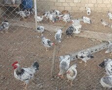 seribrist xoruzları satiram