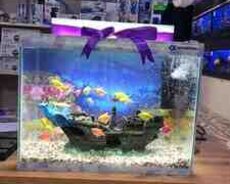 Akvarium və balıqlar