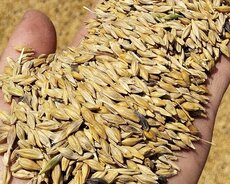 Keyfiyyətli arpa satılır