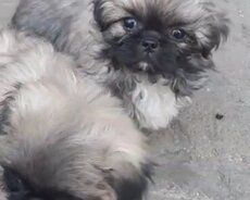Pekines balalari 2 ayliq