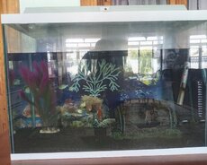 Akvarium ev veya ofis üçün ala bilersiniz