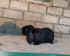 Fransuzkiy baran dovsan karlik deyil