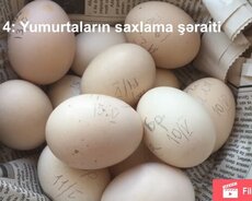 Qırqovul, sisar, toyuq cücə və yumurtaları