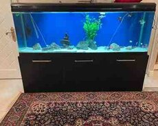 Akvarium və balıqlar