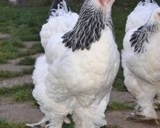 Brama layt toyuqlari