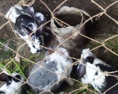 Dovşanlar satılır