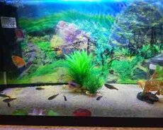 Akvarium və balıqlar