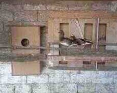 Mandarinka ördəklər