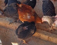 Kənd colpalar satılır