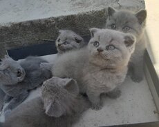 şotland cins pişik
