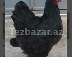 Brama Qold Brama koxing