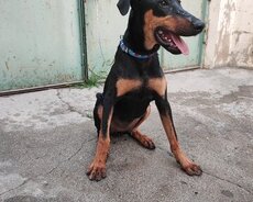Doberman disi 4 ayliq