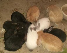 Dovşanlar dovşanlar