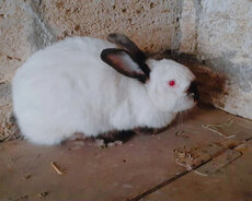 Dovşanlar dovşanlar