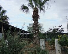 Palma ağacı
