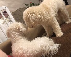 Pudel satilir erkək