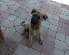 Çobaniti balası sahibləndirilir