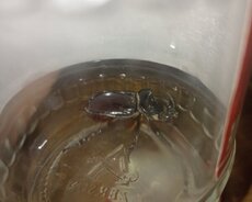 Kərgədan böcəyi ölü deyil diridi