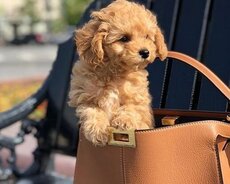 Pudel Karlik 2Ayliq bala