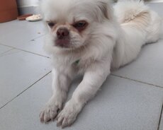 Pekines satilir. Rengi agdi, 1yaş yarimdi erkekdi