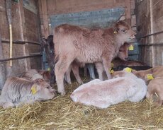 Cins Danalar Bordaga