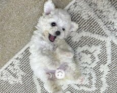 Toy pudel