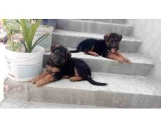 Alman ovçarkası balası