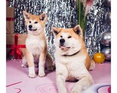 Akita inu