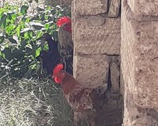 Teze bana duşmuş 2 xoruz