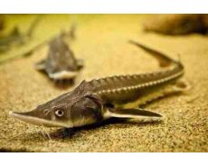 Nərə akvarium balığı