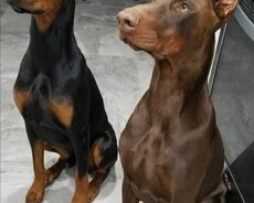 Doberman balaları