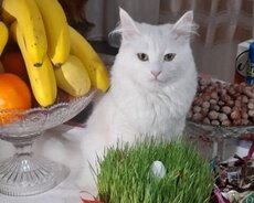 Ev piwiyi